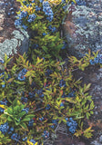 Blueberry Cookbook-Lange General Store