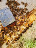 Messner Bee Farm Milk & Honey Lotion - Honeysuckle Vanilla 2oz Travel-Lange General Store