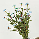 Mini Mountain Daisy Bush Blue 18" BUNDLE-Lange General Store