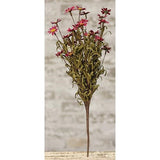 Mini Mountain Daisy Bush Burgundy-Lange General Store