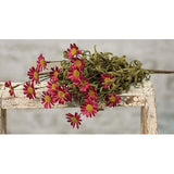 Mini Mountain Daisy Bush Burgundy-Lange General Store