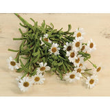 Mini Mountain Daisy Bush, Cream-Lange General Store