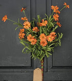 Mini Mountain Daisy Bush Orange 18"-Lange General Store