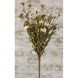 Mini Mountain Daisy Bush Teastain-Lange General Store