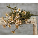 Mini Mountain Daisy Bush Teastain-Lange General Store