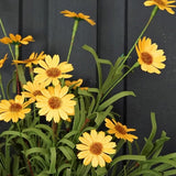 Mini Mountain Daisy Bush Yellow 18"-Lange General Store