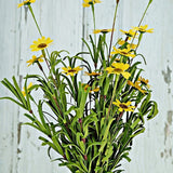 Mini Mountain Daisy Bush Yellow 18"-Lange General Store