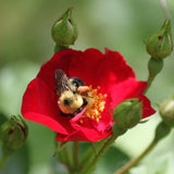 Solid Perfume Handmade with Beeswax - Earth Lover-Lange General Store